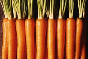 Бизнес на моркови